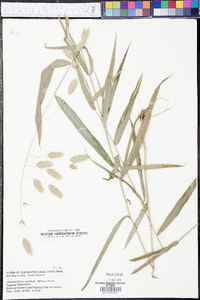 Chasmanthium latifolium image