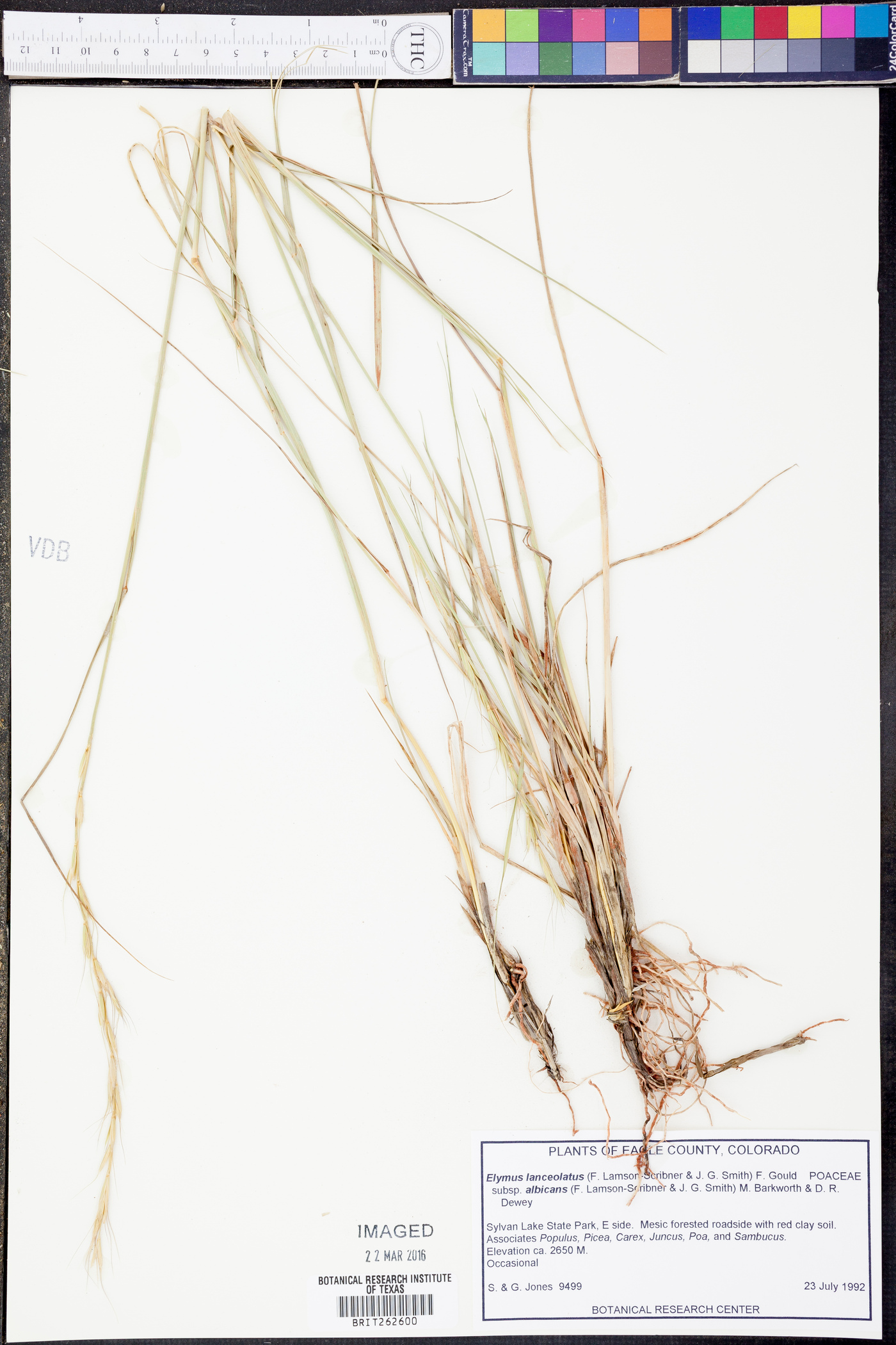 Elymus lanceolatus subsp. albicans image