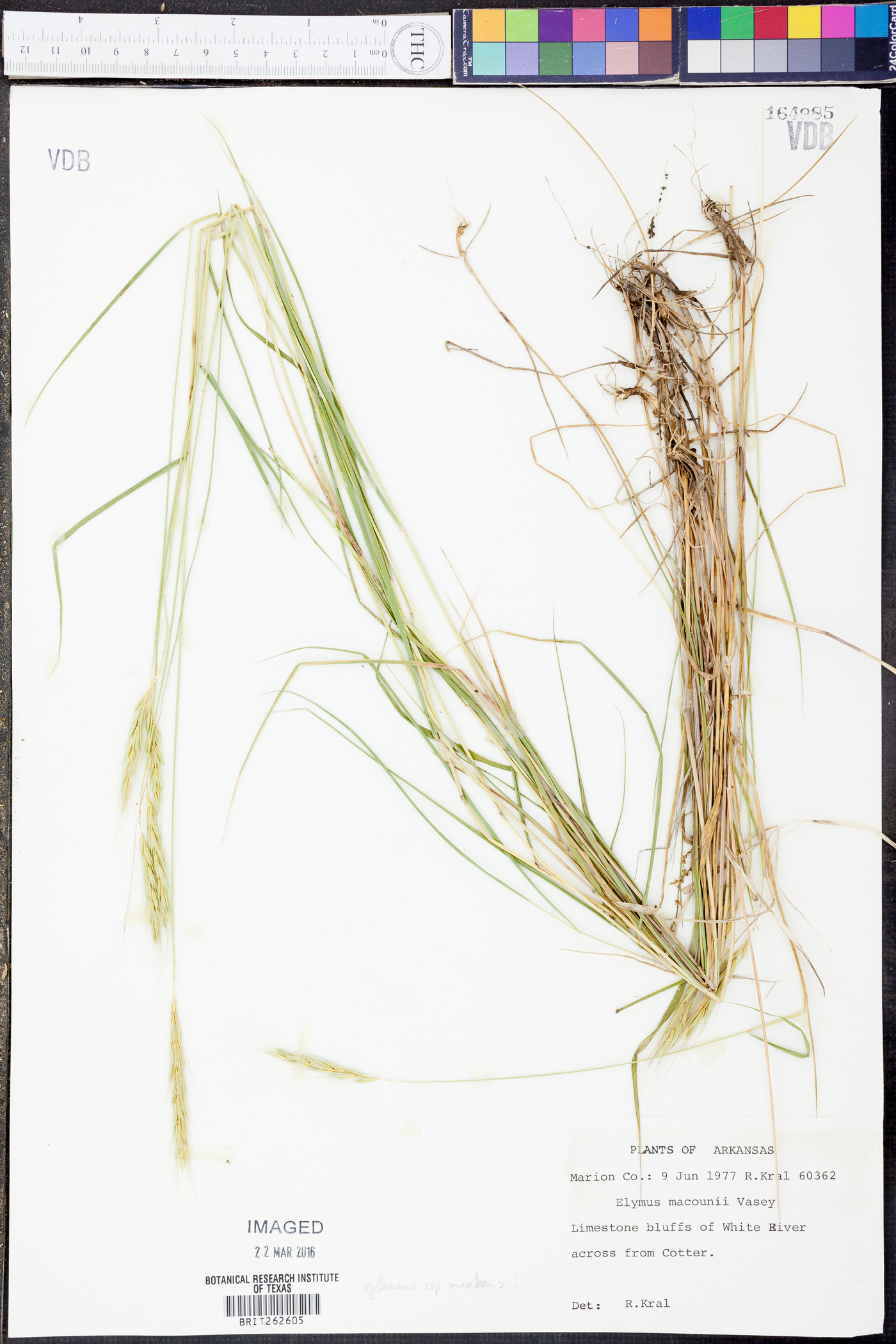 Elymus macounii image