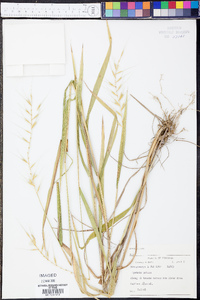 Elymus hystrix image