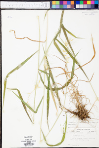 Elymus hystrix image