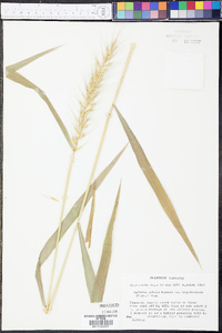 Elymus hystrix image