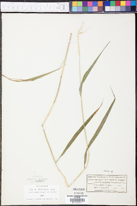 Elymus hystrix image