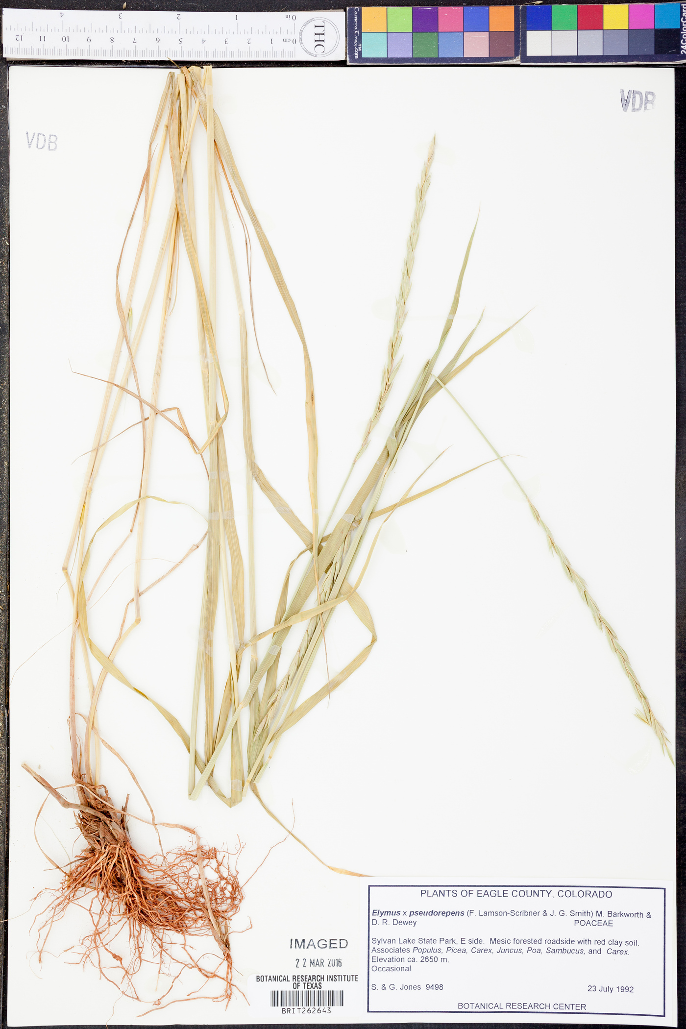 Elymus x pseudorepens image