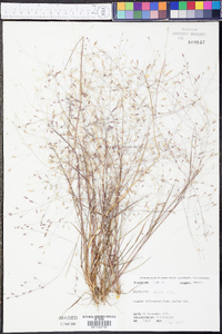Eragrostis acuta image