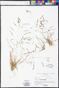 Eragrostis acuta image