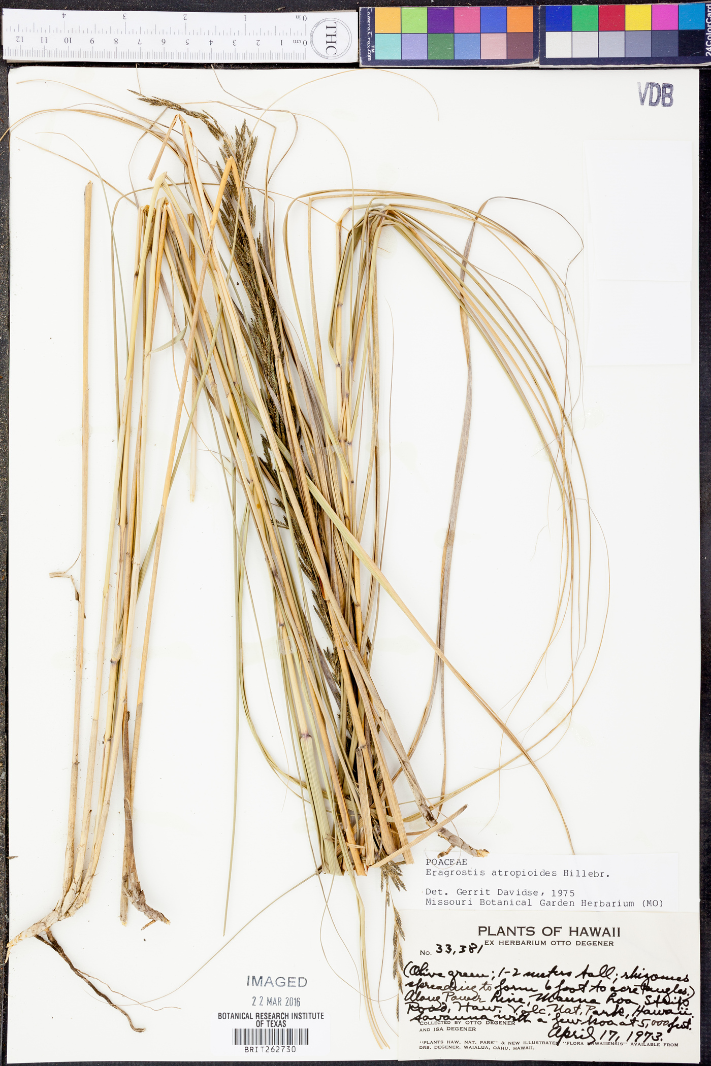 Eragrostis atropioides image