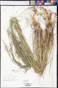 Eragrostis bahiensis image