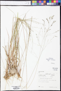 Eragrostis bahiensis image