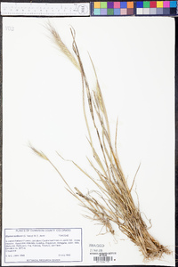 Elymus scribneri image