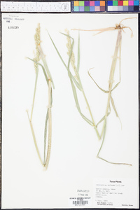 Echinochloa colona image