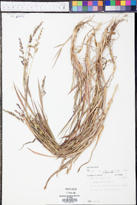 Echinochloa colona image