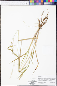 Echinochloa colona image