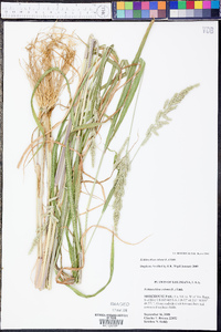 Echinochloa colona image