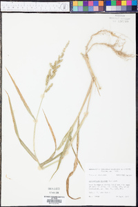 Echinochloa colona image