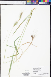 Elymus villosus image