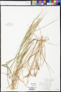 Elymus villosus image