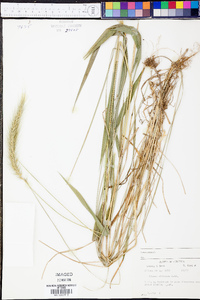 Elymus villosus image