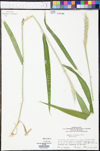 Elymus villosus image