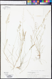 Eragrostis ciliaris var. laxa image