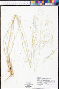 Eragrostis curvula image