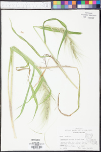 Echinochloa walteri image