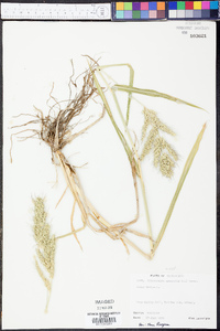 Echinochloa walteri image