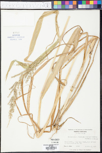 Echinochloa walteri image