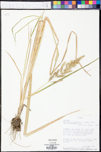 Echinochloa muricata var. microstachya image