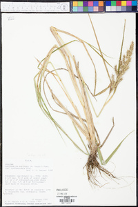 Echinochloa muricata var. microstachya image