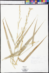 Echinochloa polystachya image