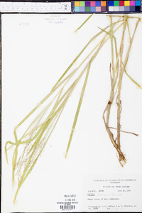 Glyceria melicaria image