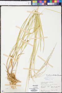 Glyceria melicaria image