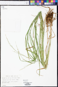 Glyceria melicaria image