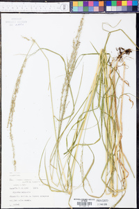 Glyceria melicaria image