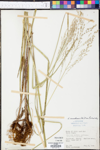 Glyceria canadensis image