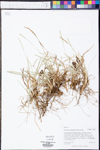 Eremochloa ophiuroides image