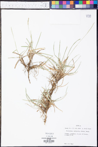 Eremochloa ophiuroides image