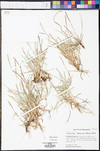 Eremochloa ophiuroides image