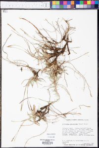 Eremochloa ophiuroides image