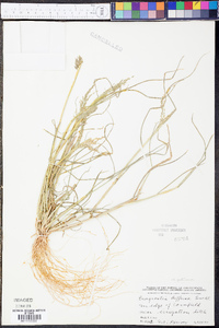 Eragrostis pectinacea var. pectinacea image