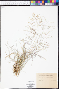 Eragrostis curtipedicellata image