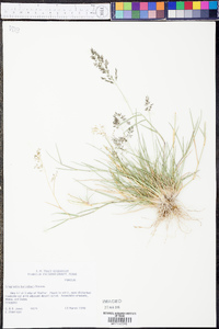 Eragrostis barrelieri image