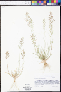 Eragrostis barrelieri image