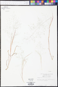 Eragrostis capillaris image