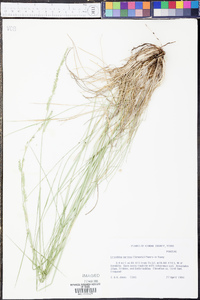 Eriochloa sericea image