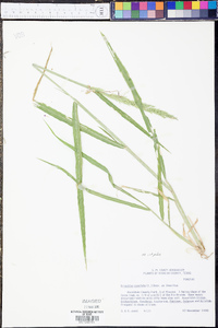 Eriochloa punctata image