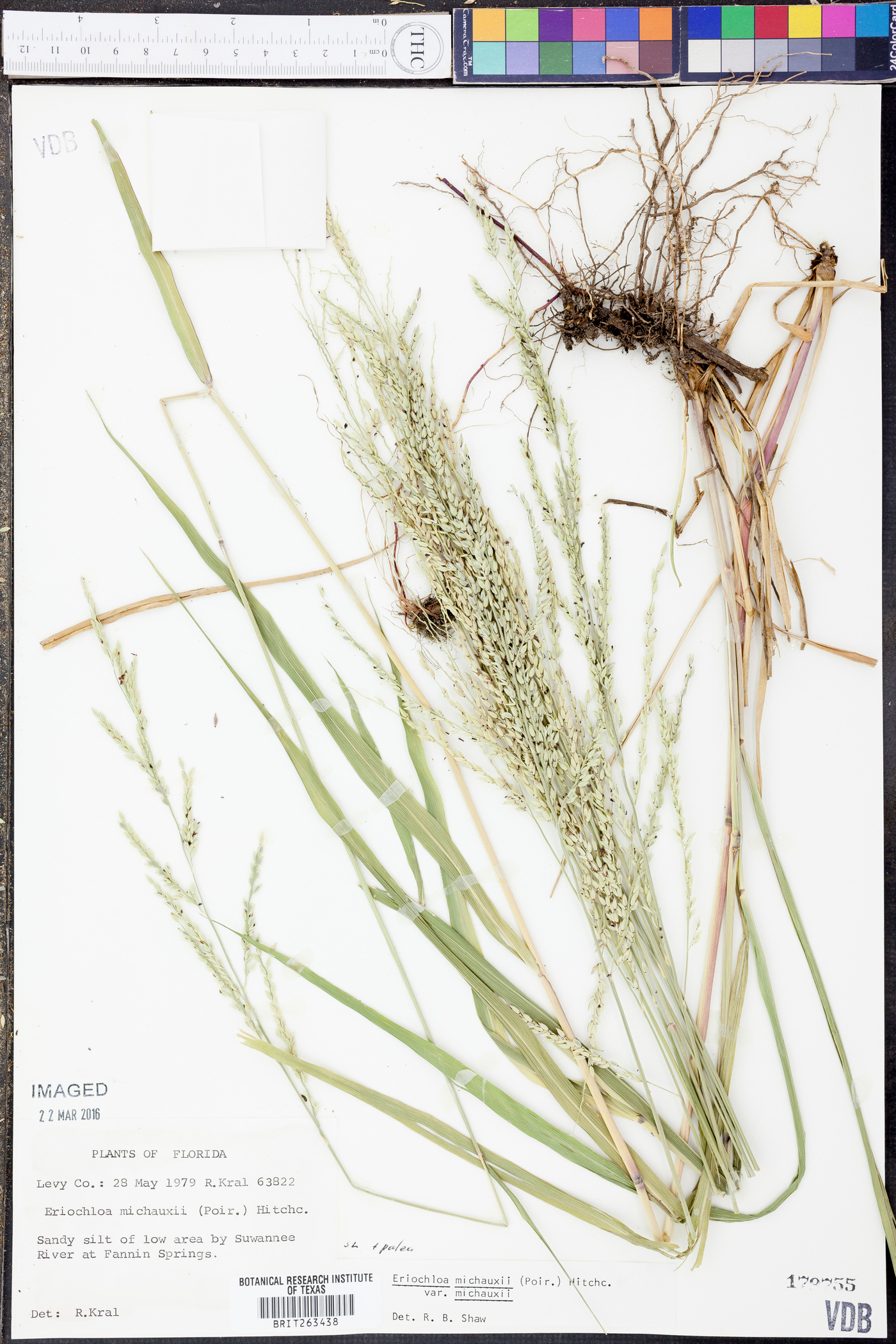 Eriochloa michauxii var. michauxii image