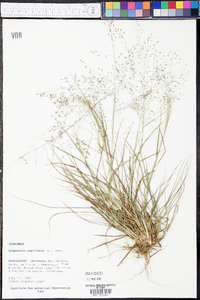 Eragrostis capillaris image