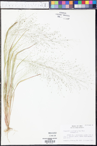 Eragrostis capillaris image